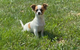Chihuahua dogs for sale: Skeeter - Image 5