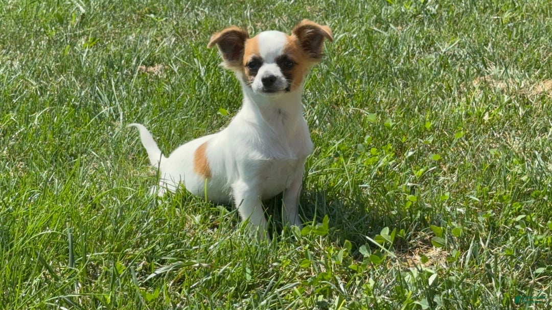 Chihuahua dogs for sale: Skeeter - Image 5