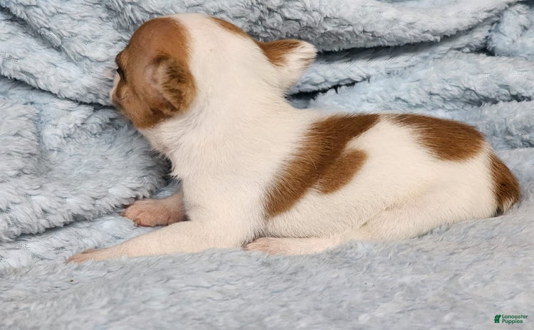 French Bulldog dogs for sale - Ad 2