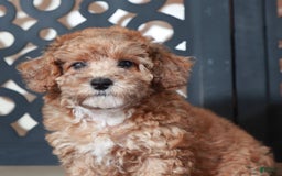 Toy Poodle dogs for sale: Cricket - Image 1