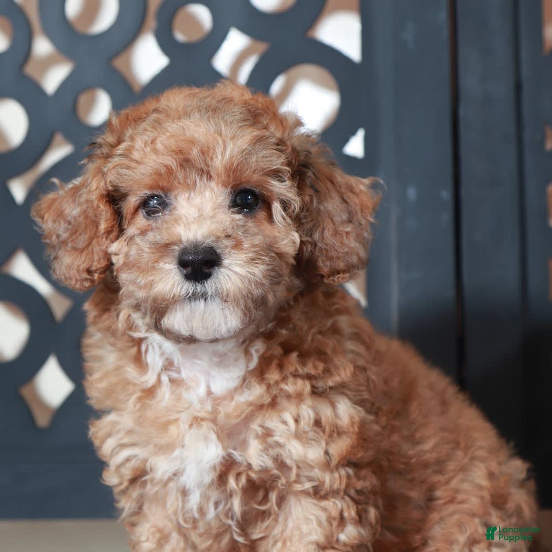 Toy Poodle dogs for sale: Cricket - Image 1