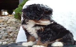 Mini Bernedoodle dogs for sale: Oakley - Image 16