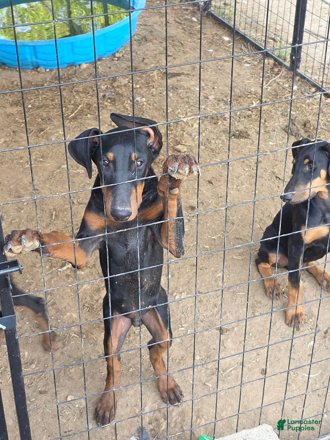 Doberman Pinscher dogs for sale: Doberman Pinscher 4 puppies - Image 1