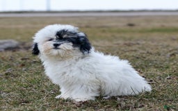 Shihpoo dogs for sale: Abby - Image 4