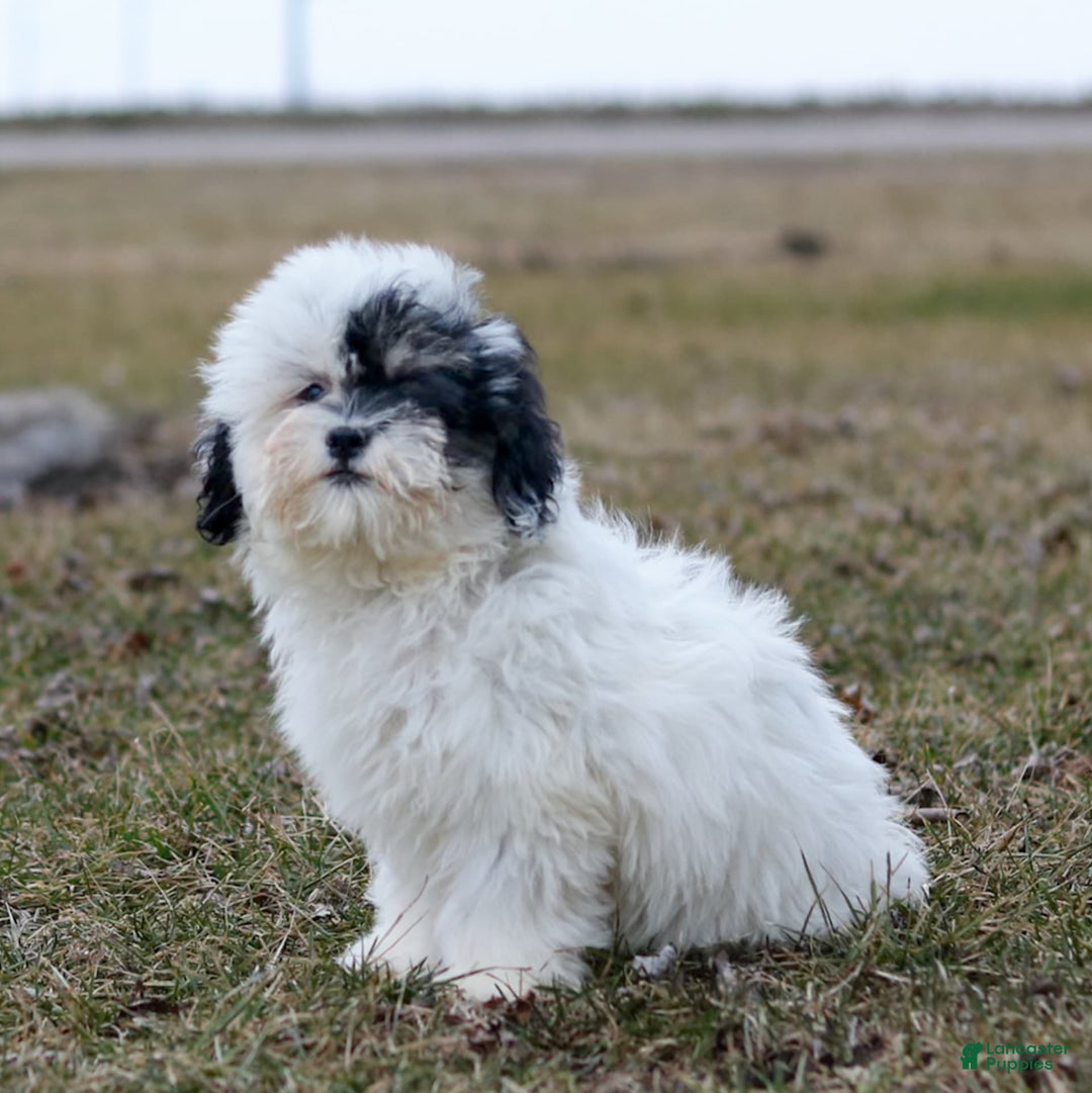 Shihpoo dogs for sale: Abby - Image 4