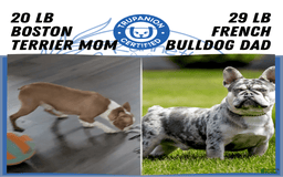 Frenchton dogs for sale: Namor - Image 9