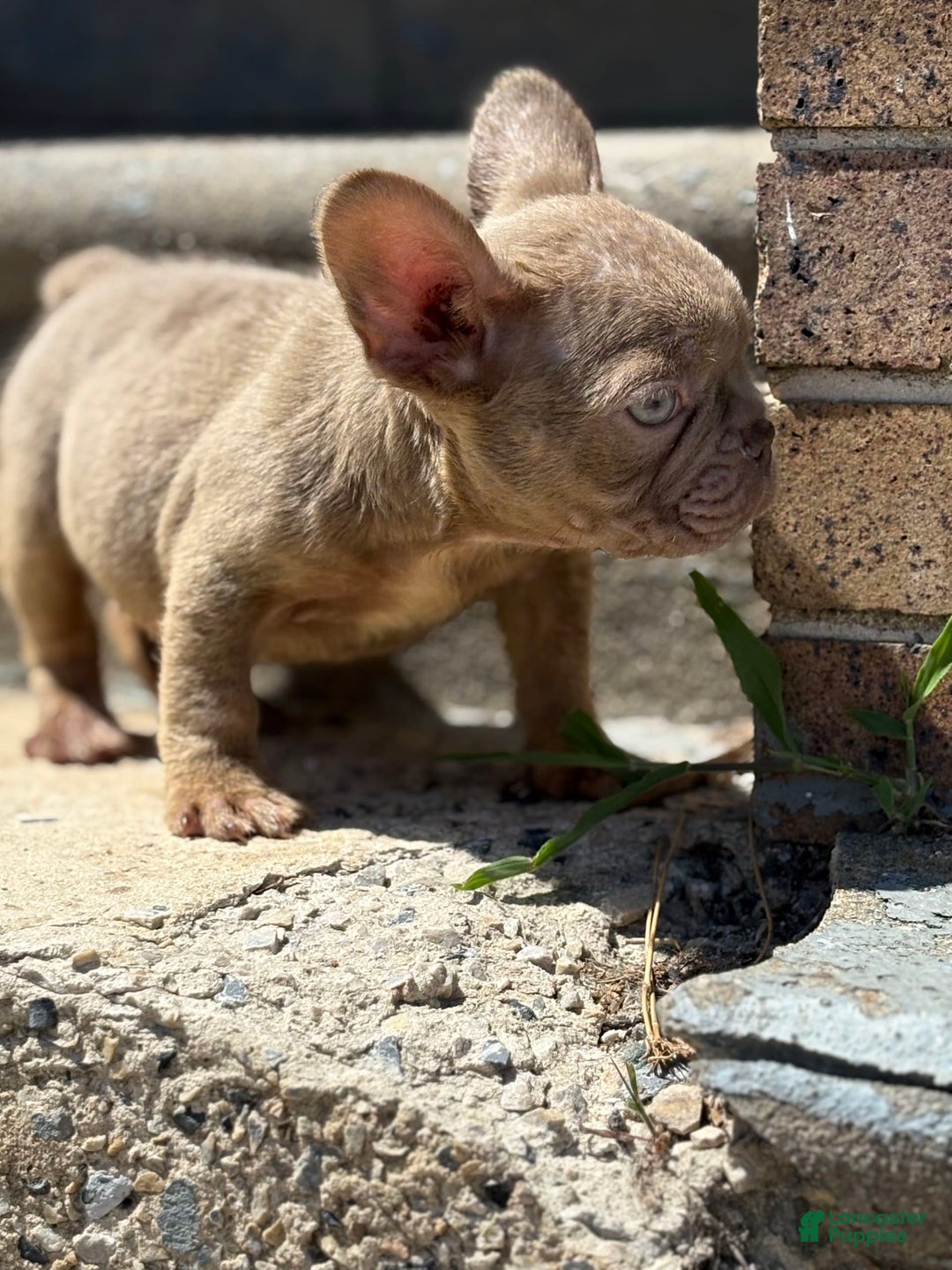 French Bulldog dogs for sale: Crisean Boy 1 - Image 3