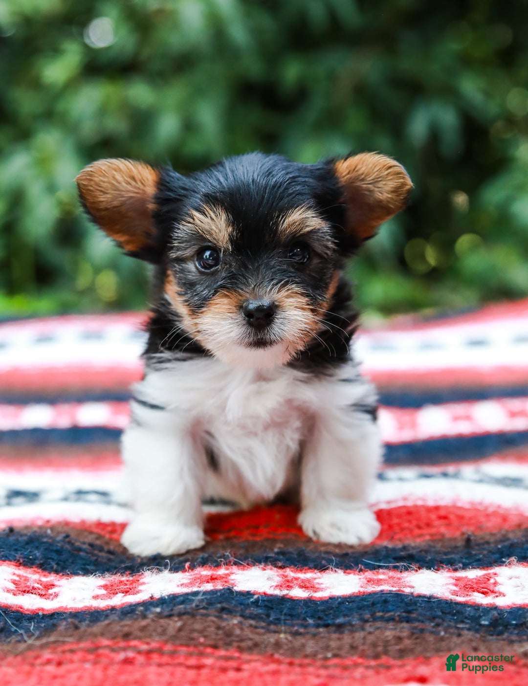 Yorkshire Terrier dogs for sale: Teddy Teacup - Image 6