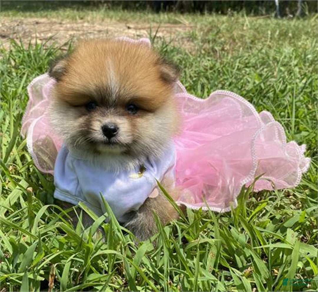 Pomeranian dogs for sale: Pia - Image 2