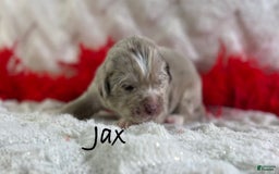 Newfoundland dogs for sale: Jax - Image 1