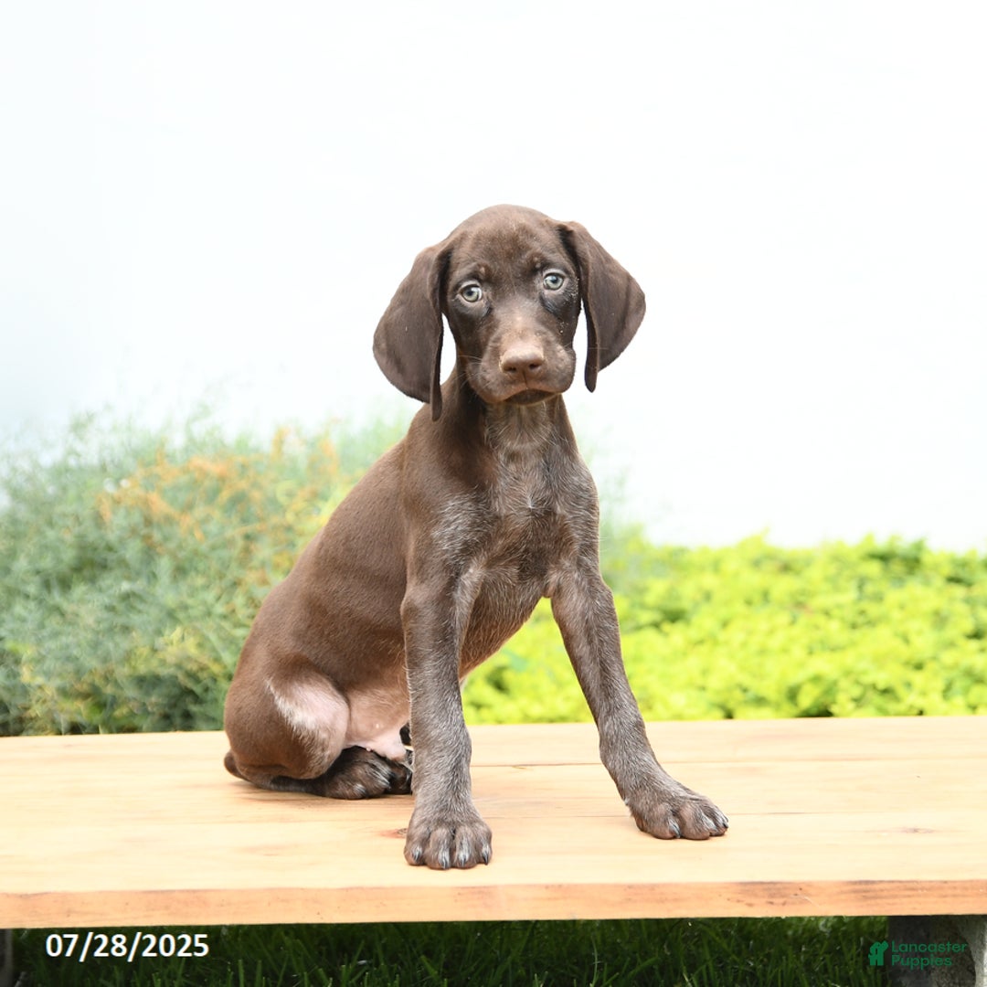 German Shorthaired Pointer dogs for sale: Jupiter - Image 1