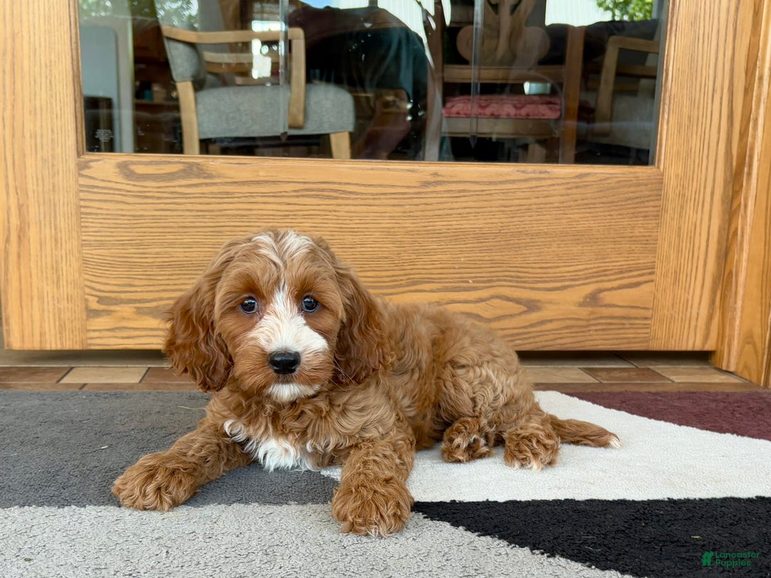 Cockapoo dogs for sale: Dolly - Image 3
