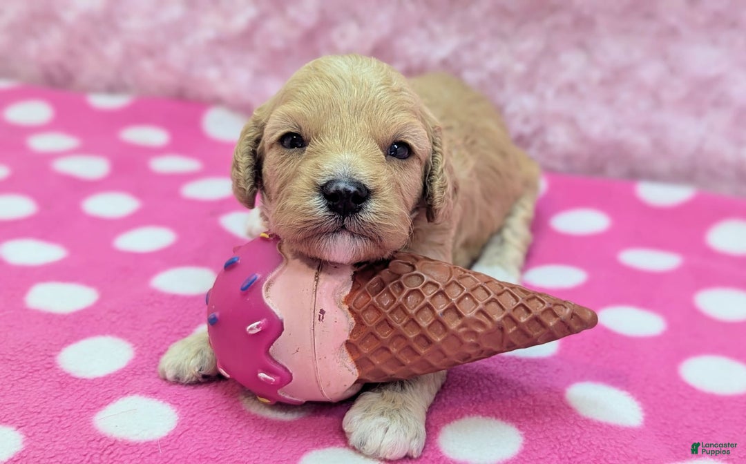 Cockapoo dogs for sale: Kurt - Image 5