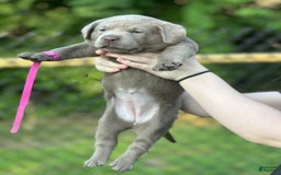 Labrador Retriever dogs for sale: Mingo - Image 2