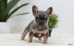 French Bulldog dogs for sale: French Bulldog 5 puppies - Image 33
