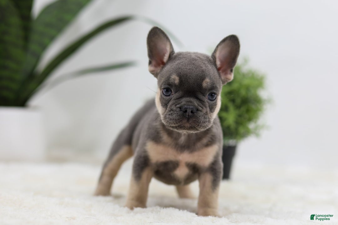 French Bulldog dogs for sale: French Bulldog 5 puppies - Image 33