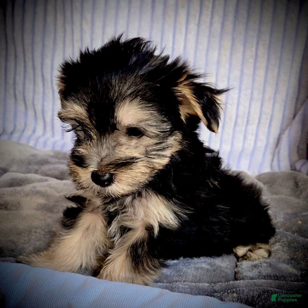 Morkie dogs for sale: Albert - Image 2
