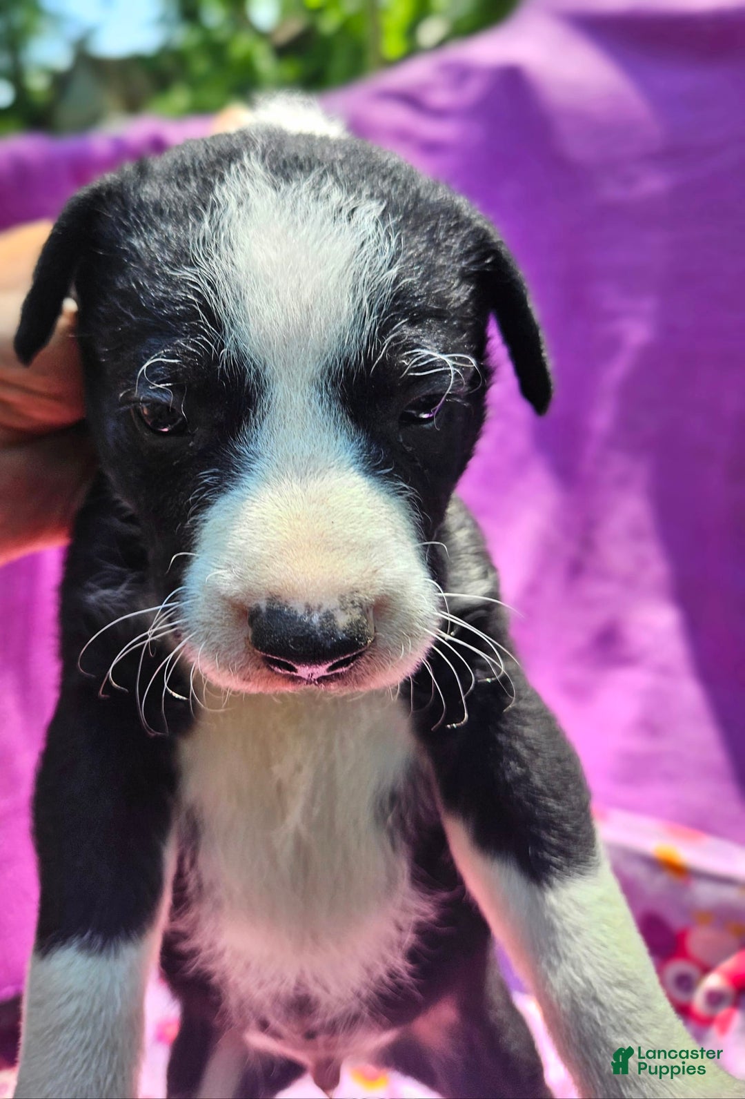 Border Collie dogs for sale: Fang - Image 9