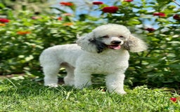 Mini Bernedoodle dogs for sale: Edgar - Image 7