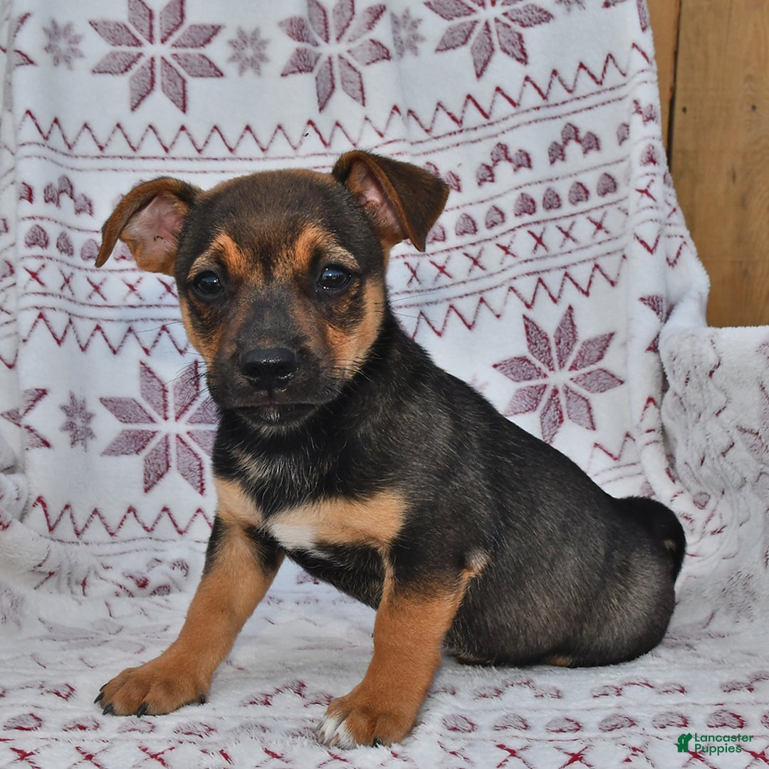 Welsh Corgi Pembroke dogs for sale: Welsh Corgi (Pembroke) 7 puppies - Image 14