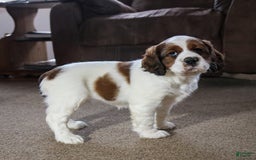 Saint Berdoodles dogs for sale: Bianca - Image 8