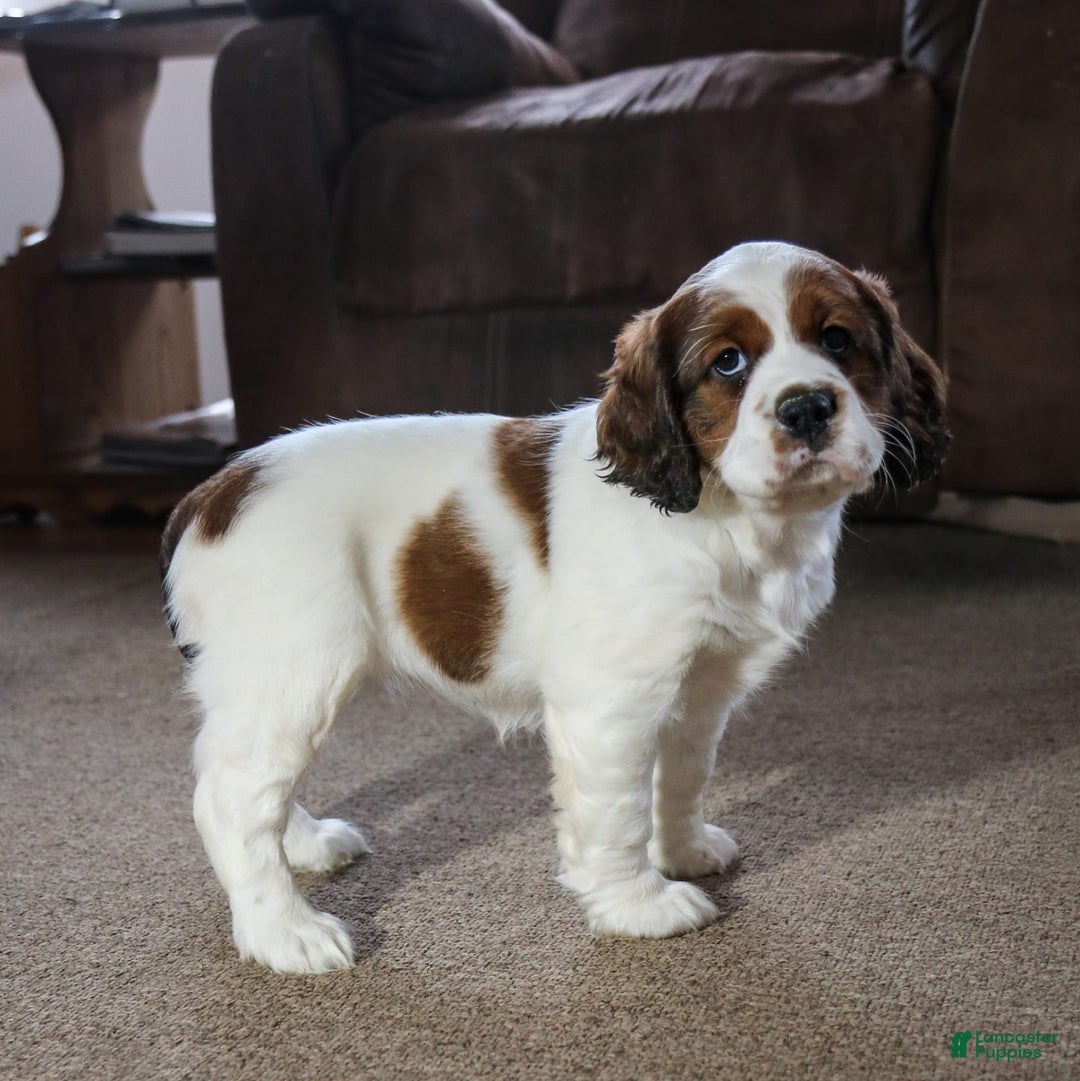 Saint Berdoodles dogs for sale: Bianca - Image 8