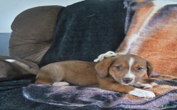 Australian Shepherd dogs for sale: Basil - Image 15