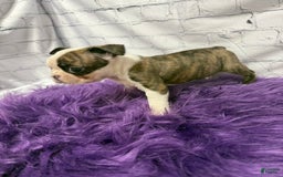 Boston Terrier dogs for sale: Sweet Pea - Image 5