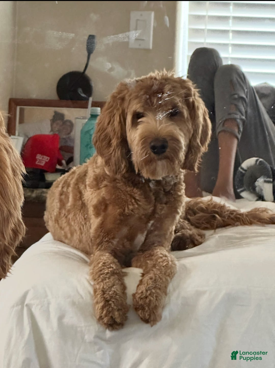 Standard Poodle dogs for sale: Pink Collar - Image 5