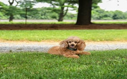 Toy Poodle dogs for sale: Maple - Image 6