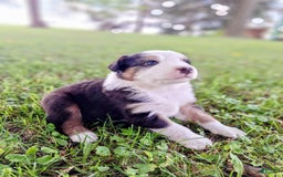 Australian Shepherd dogs for sale: Elliot - Image 1