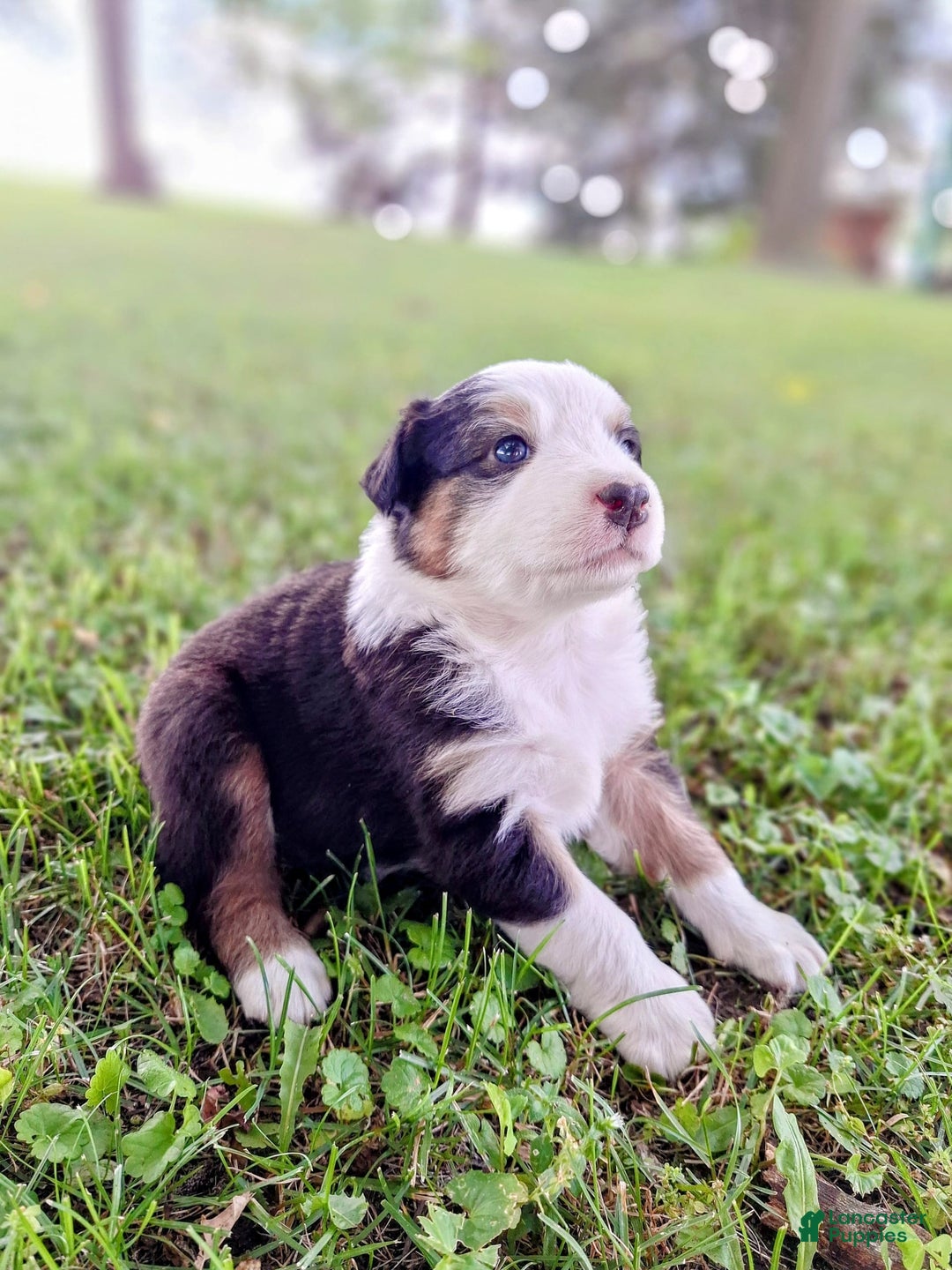 Australian Shepherd dogs for sale: Elliot - Image 1