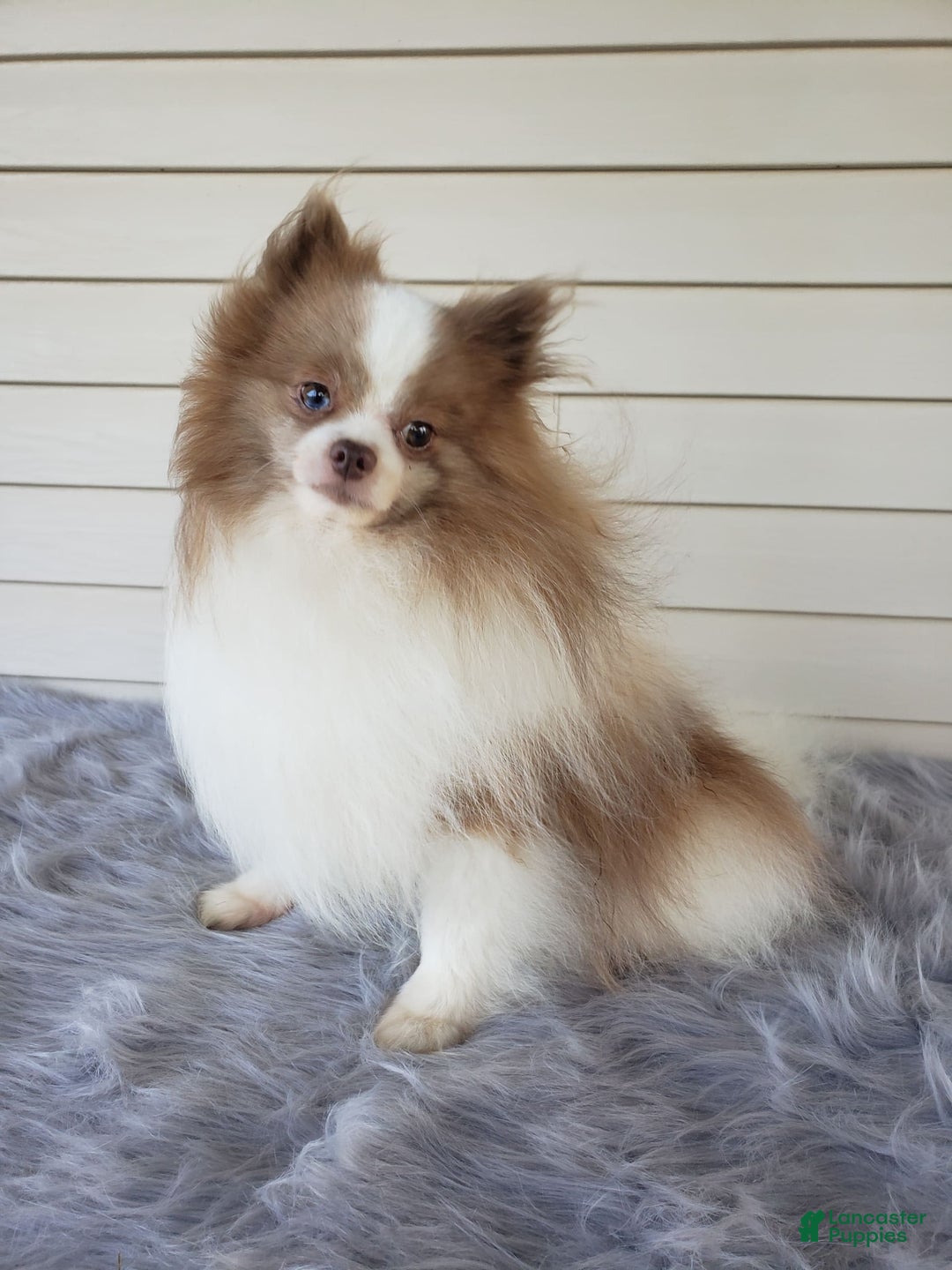 Pomeranian dogs for sale: Carly - Image 8