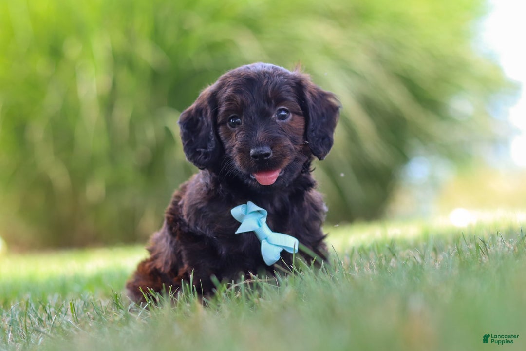 Miniature Dachshund dogs for sale: Marochino - Image 10