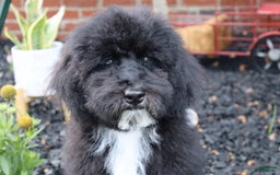 Miniature Poodle dogs for sale: Maui - Image 3
