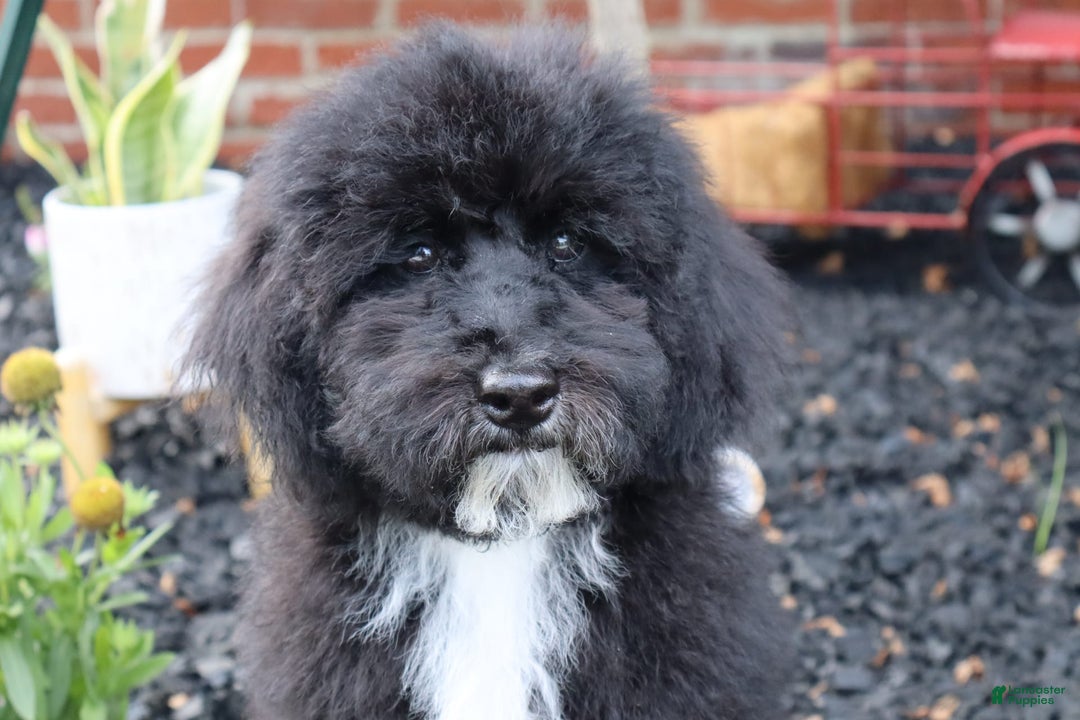 Miniature Poodle dogs for sale: Maui - Image 3
