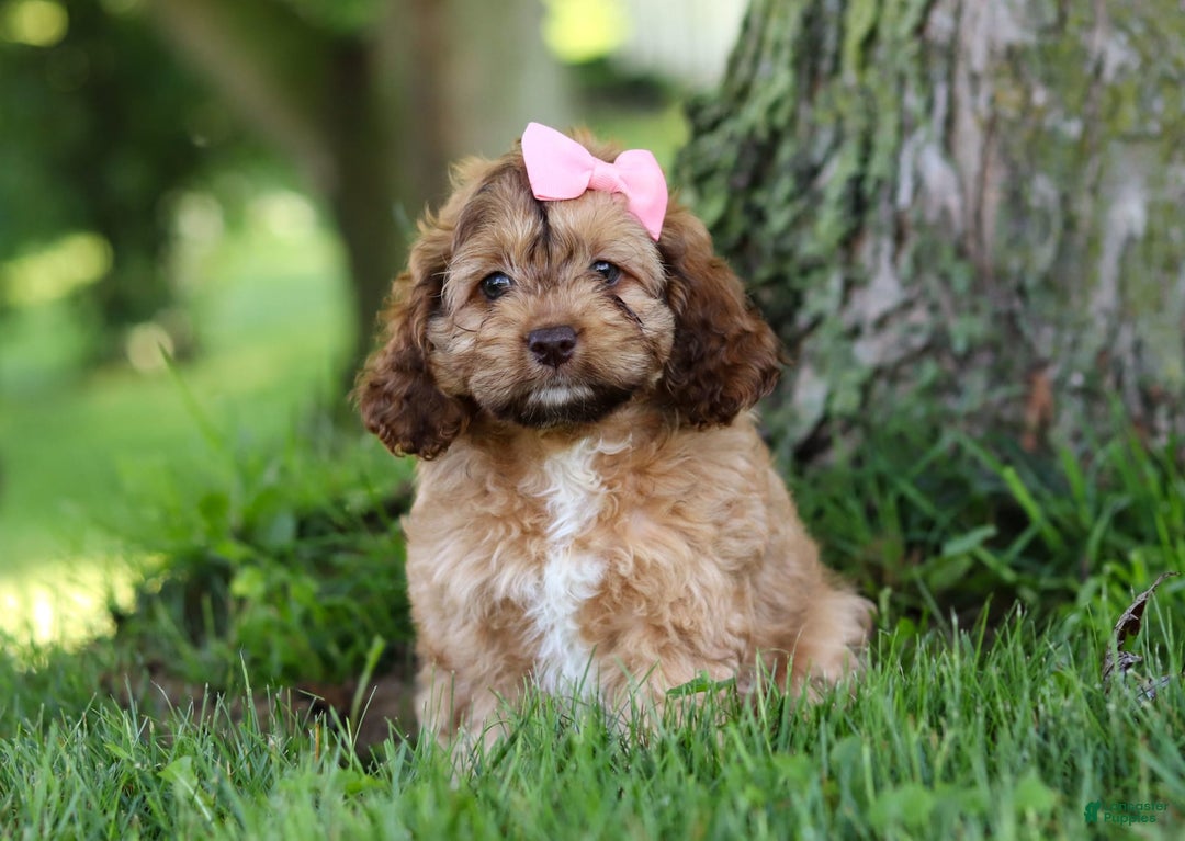 Cockapoo dogs for sale: Birdie - Image 6