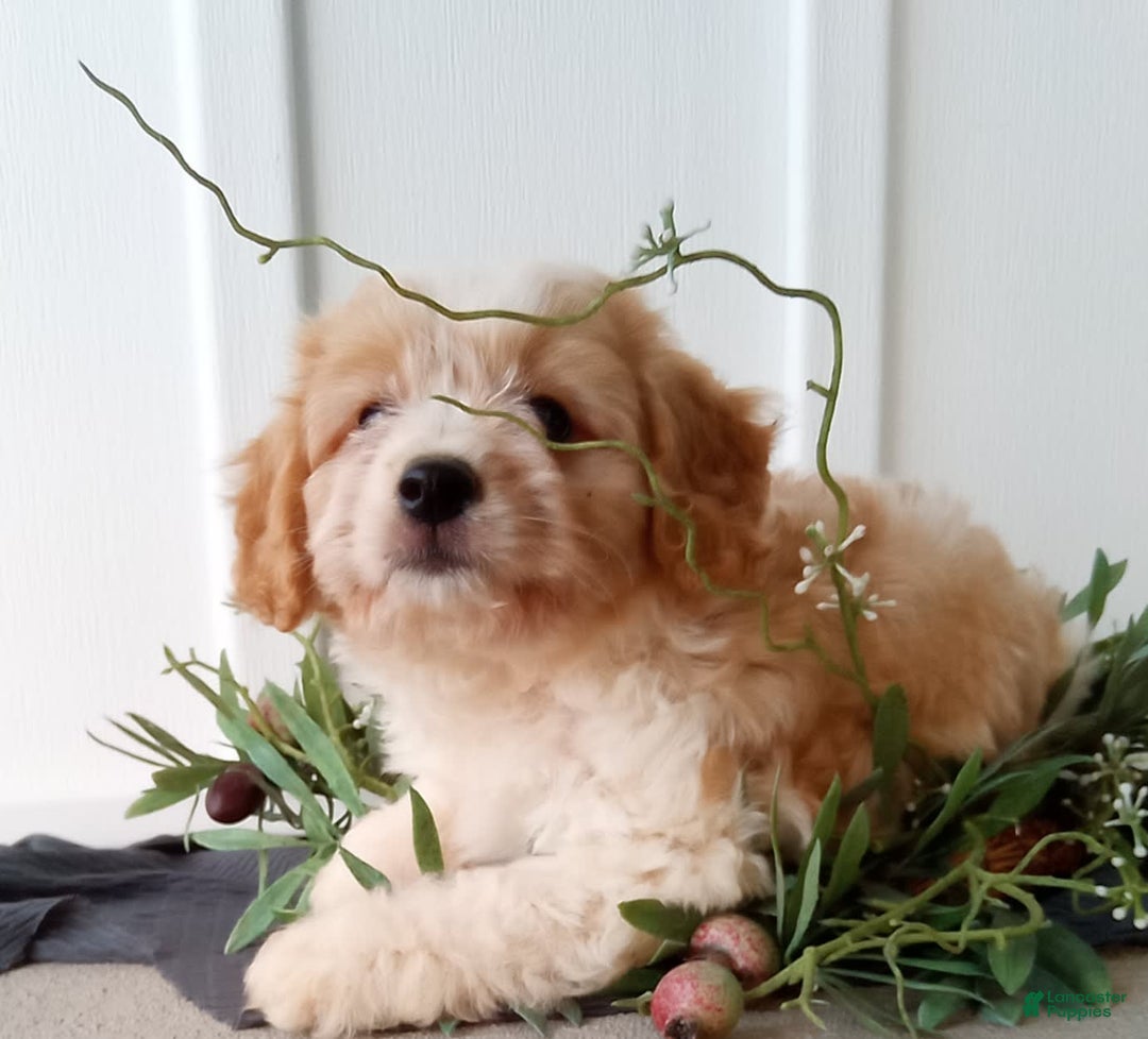 Cavachon dogs for sale: Silas - Image 2