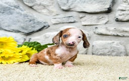 Miniature Dachshund dogs for sale: Zorro - Image 4