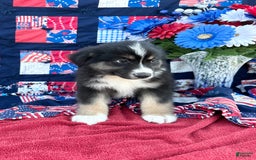 Australian Shepherd dogs for sale: Luke - Image 1