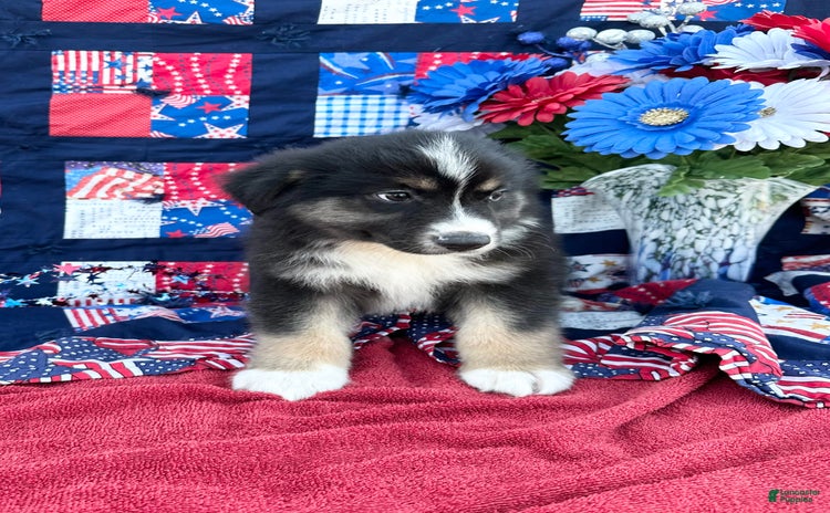 Australian Shepherd dogs for sale - Ad 2