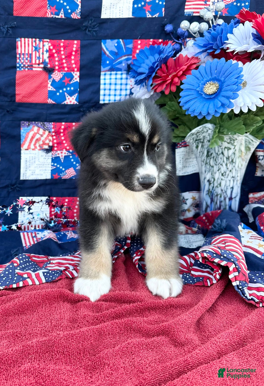 Australian Shepherd dogs for sale: Luke - Image 1