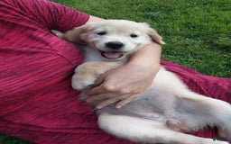 Golden Retriever dogs for sale: Prairie - Image 1