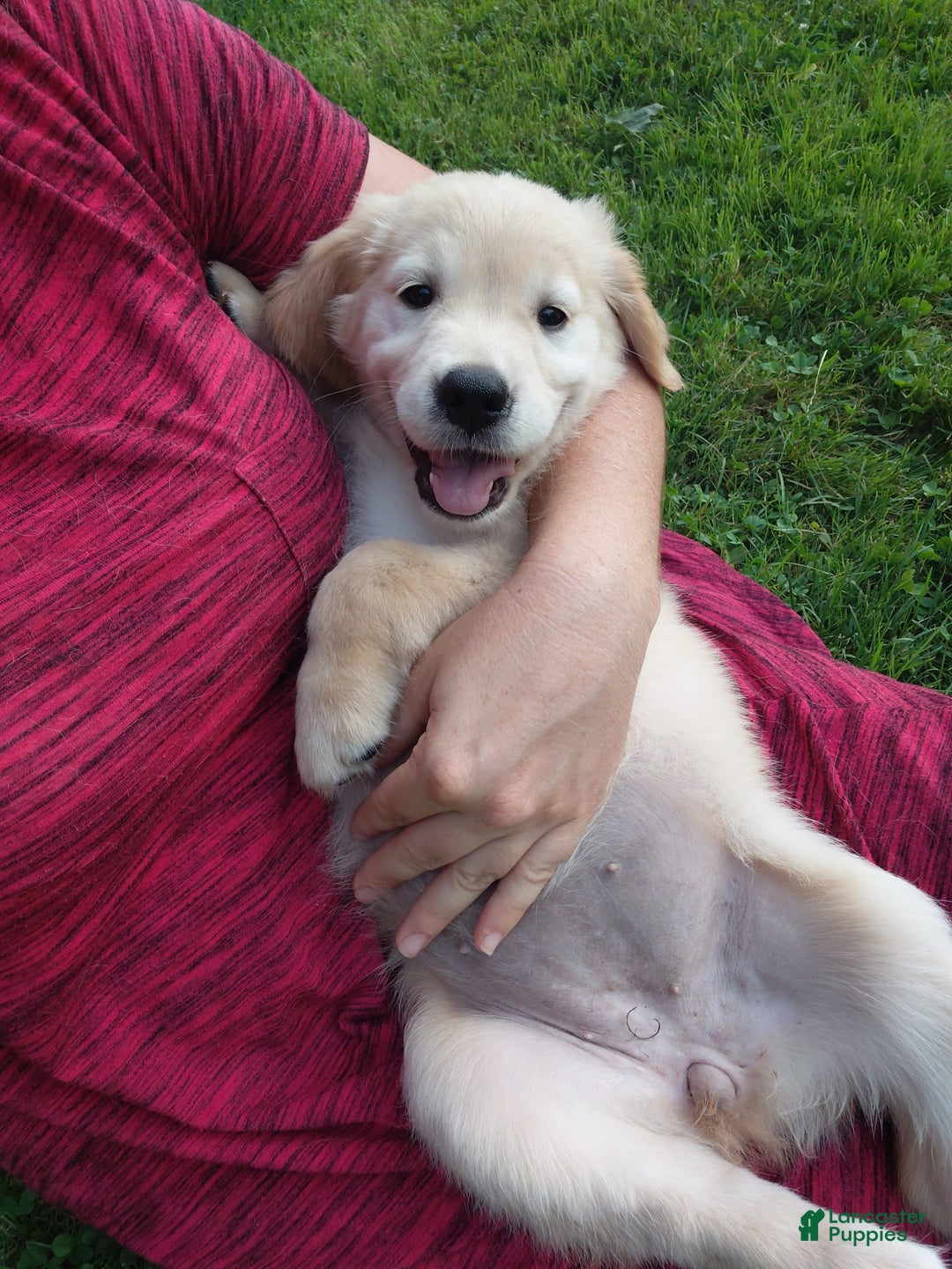 Golden Retriever dogs for sale: Prairie - Image 1
