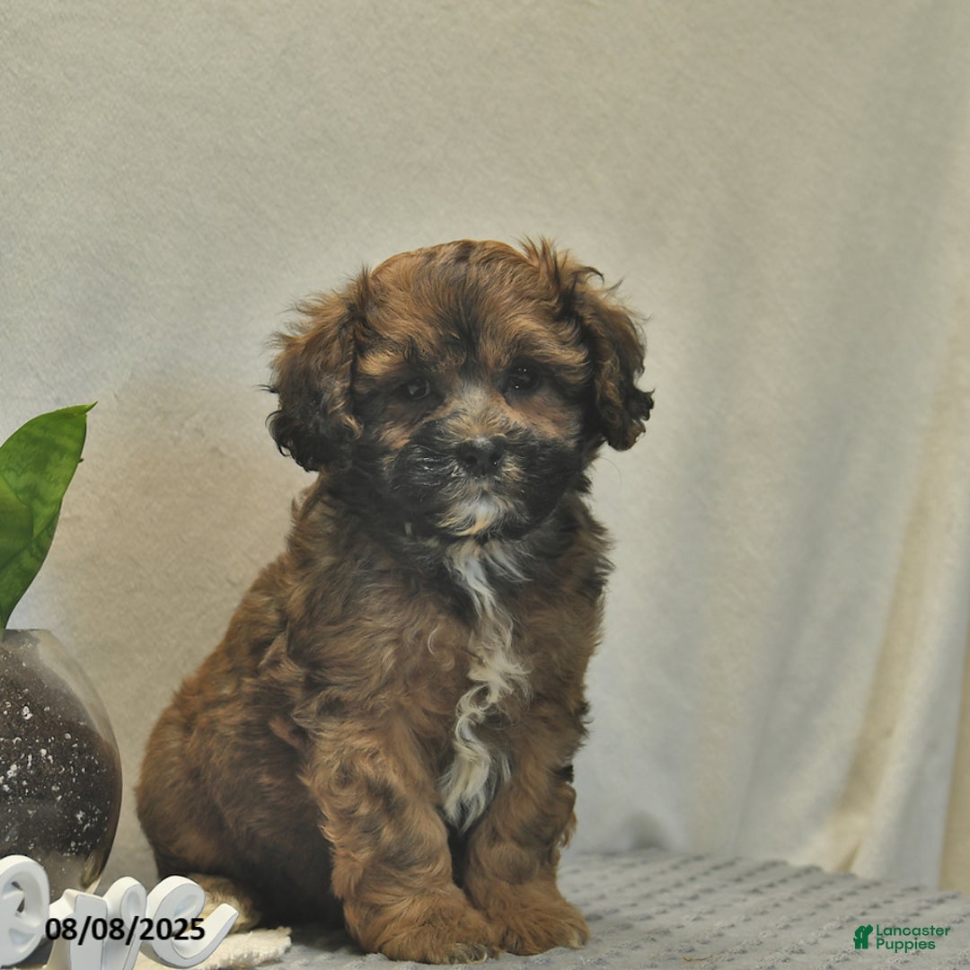 Shihpoo dogs for sale: Alex - Image 3