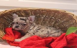 French Bulldog dogs for sale: French Bulldog 3 puppies - Image 10