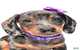Miniature Dachshund dogs for sale: Lucy - Image 5