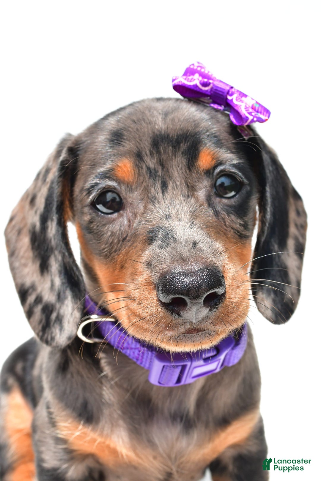 Miniature Dachshund dogs for sale: Lucy - Image 5