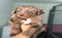 Australian Shepherd dogs for sale: Chip - Image 2