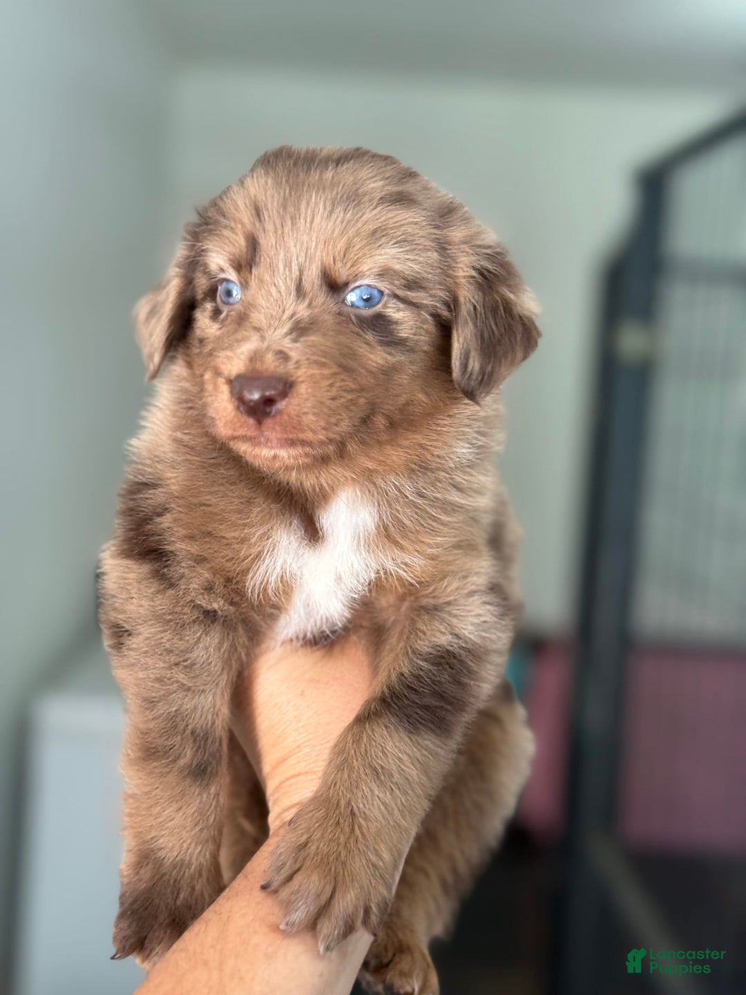 Australian Shepherd dogs for sale: Chip - Image 2